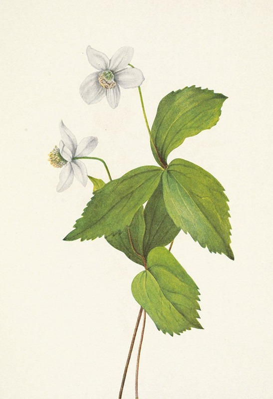 Mary Vaux Walcott - Forest Anemone. Anemone deltoidea