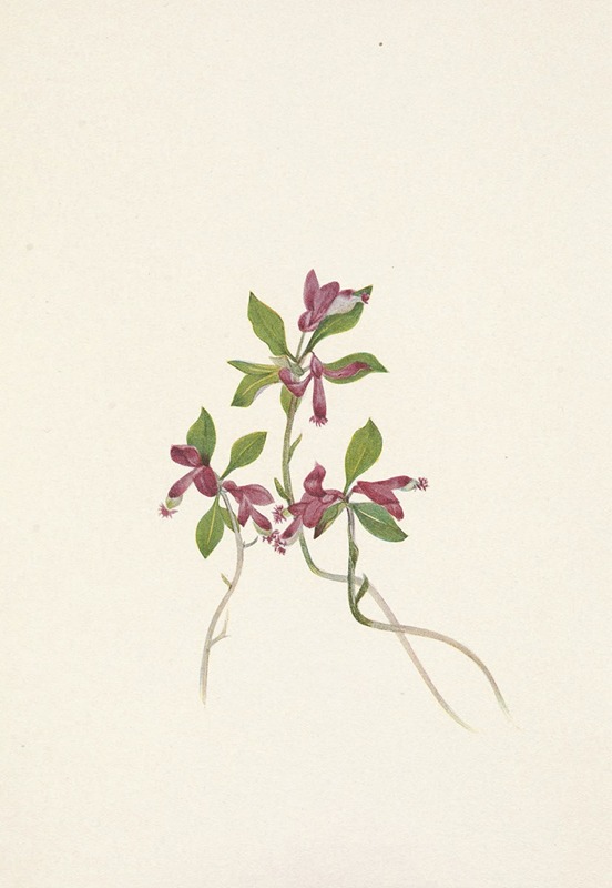 Mary Vaux Walcott - Fringed Polygala. Polygala paucifolia