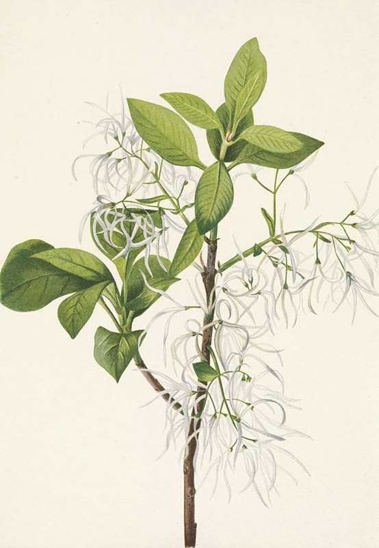 Mary Vaux Walcott - Fringetree. Chionanthus virginica