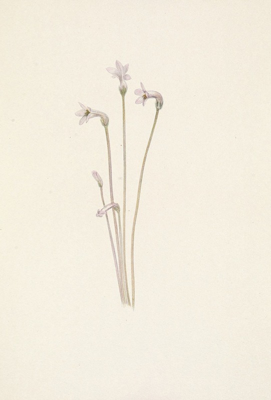 Mary Vaux Walcott - Ghostpipe. Thalesia uniflora