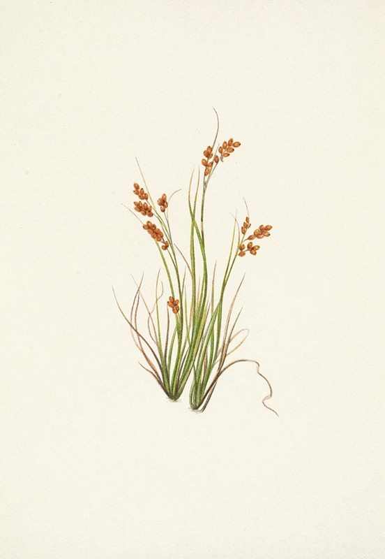 Mary Vaux Walcott - Golden Sedge. Carex aurea