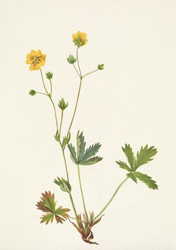 Mary Vaux Walcott - Grayleaf Fivefinger. Rotentilla glaucophylla