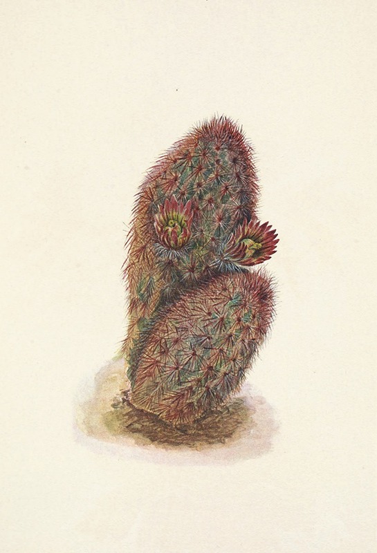 Mary Vaux Walcott - Green Strawberry-cactus. Echinocereus viridiflorus