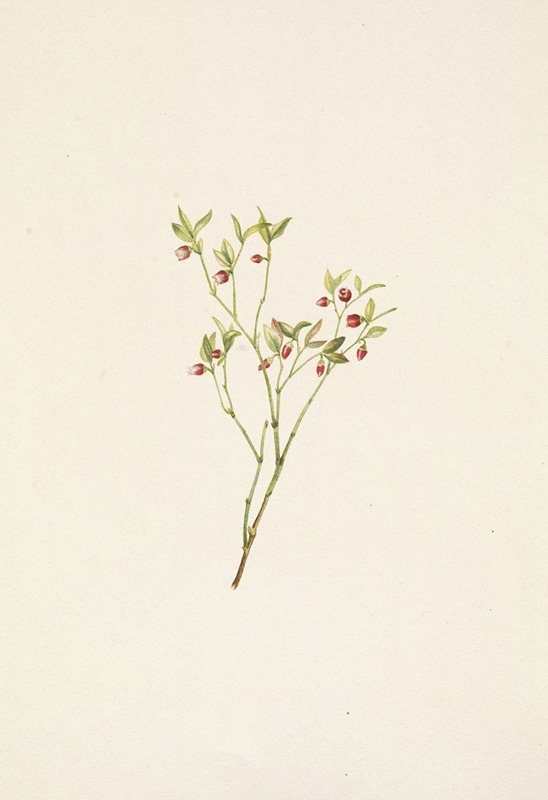 Mary Vaux Walcott - Grouse Whortleberry (flower). Vaccinium scoparium