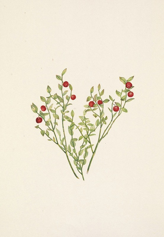 Mary Vaux Walcott - Grouse Whortleberry (fruit). Vaccinium scoparium