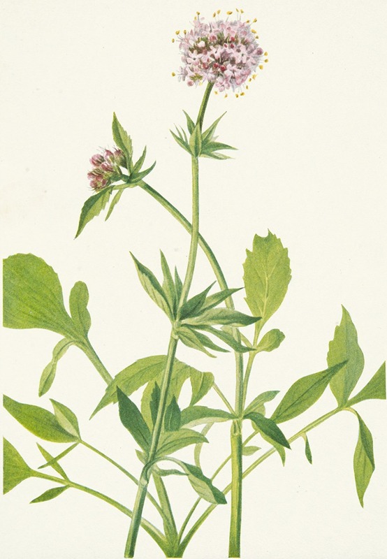 Mary Vaux Walcott - Heliotrope Valerian. Valeriana sitchensis