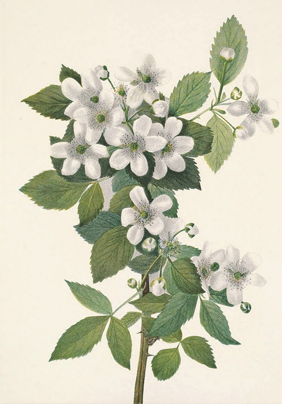 Mary Vaux Walcott - Highbush Blackberry. Rubus argutus