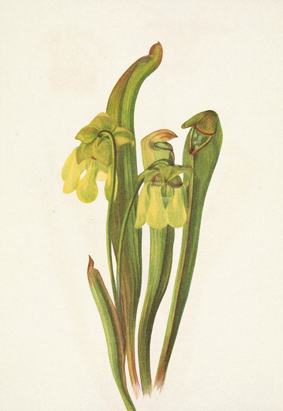 Mary Vaux Walcott - Hooded Pitcherplant. Sarracenia minor