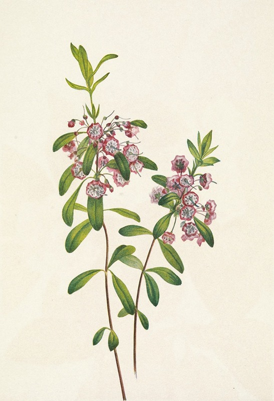 Mary Vaux Walcott - Lambkill. Kalmia angustifolia
