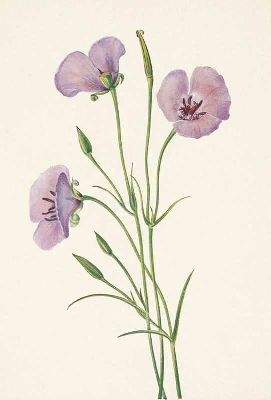 Mary Vaux Walcott - Lilac Mariposa. Calochortus splendens