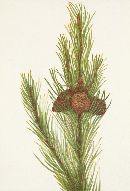 Mary Vaux Walcott - Lodgepole Pine. Pinus contorta murrayana