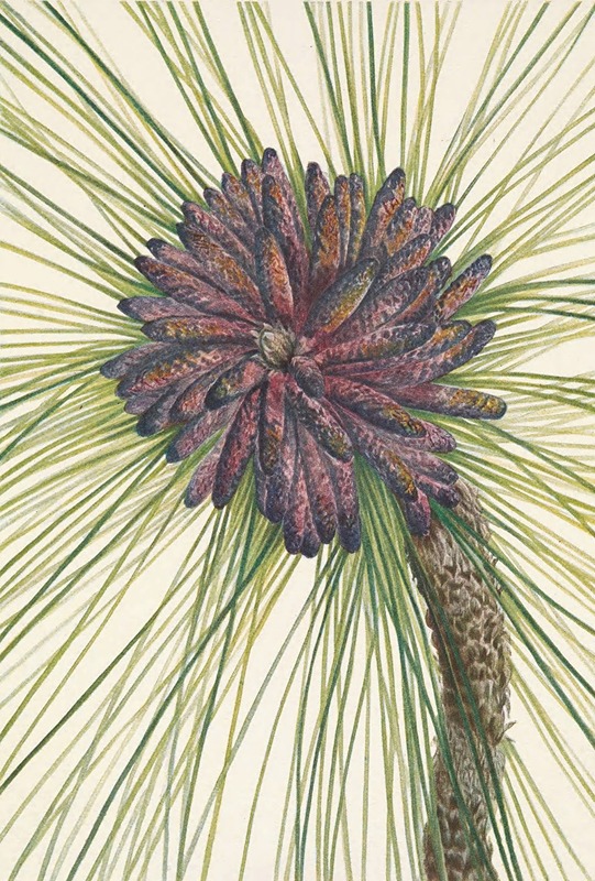 Mary Vaux Walcott - Longleaf Pine. Pinus palustris