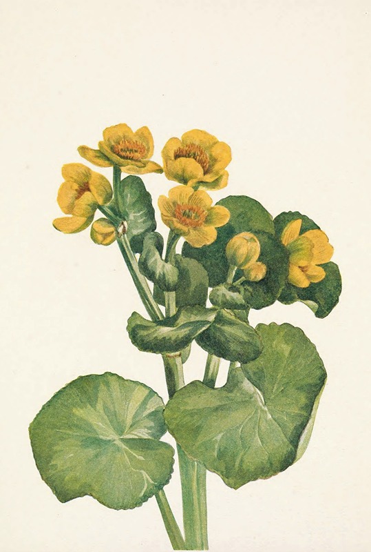 Mary Vaux Walcott - Marshmarigold. Caltha palustris