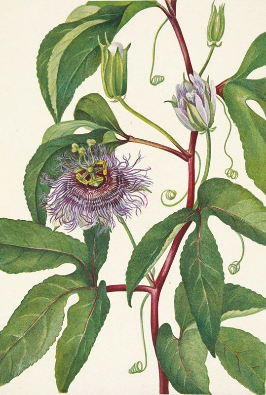 Mary Vaux Walcott - Maypop. Passiflora incarnata