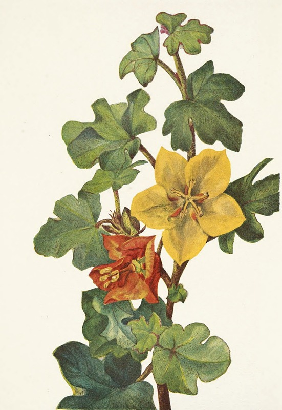 Mary Vaux Walcott - Mexican Fremontia. Fremontodendron mexicanum