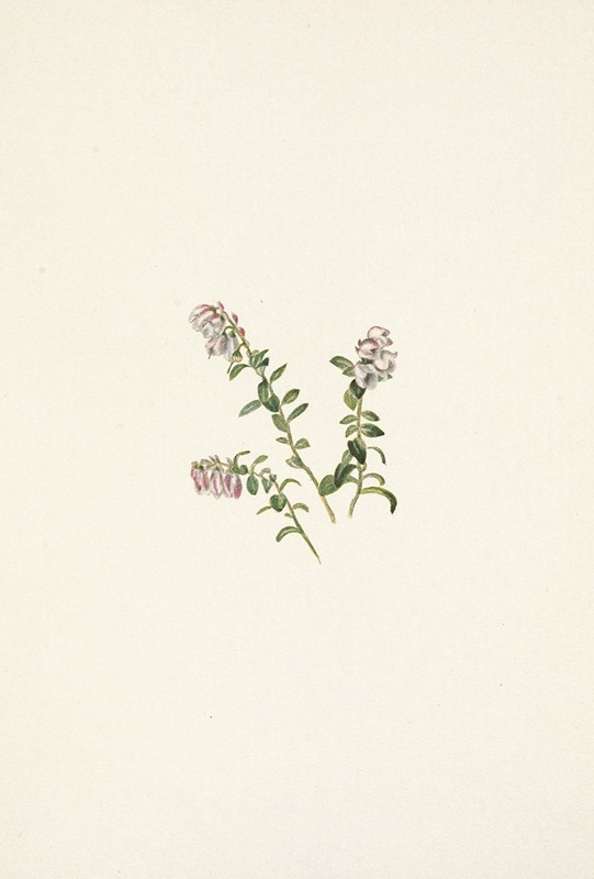 Mary Vaux Walcott - Mountain Cranberry (flower). Vaccinium vitisidaea minus
