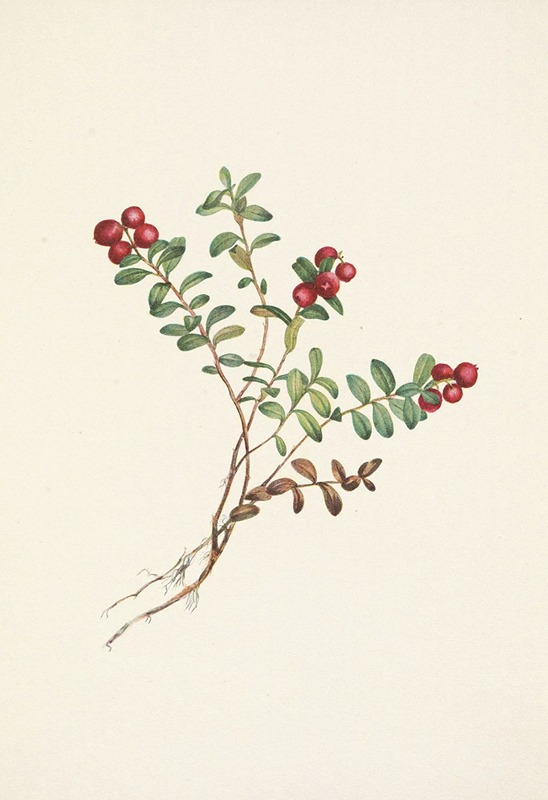 Mary Vaux Walcott - Mountain Cranberry (fruit). Vaccinium vitisidaea minus