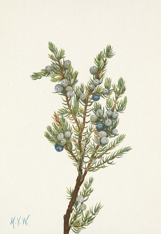 Mary Vaux Walcott - Mountain Juniper. Juniperus sibirica