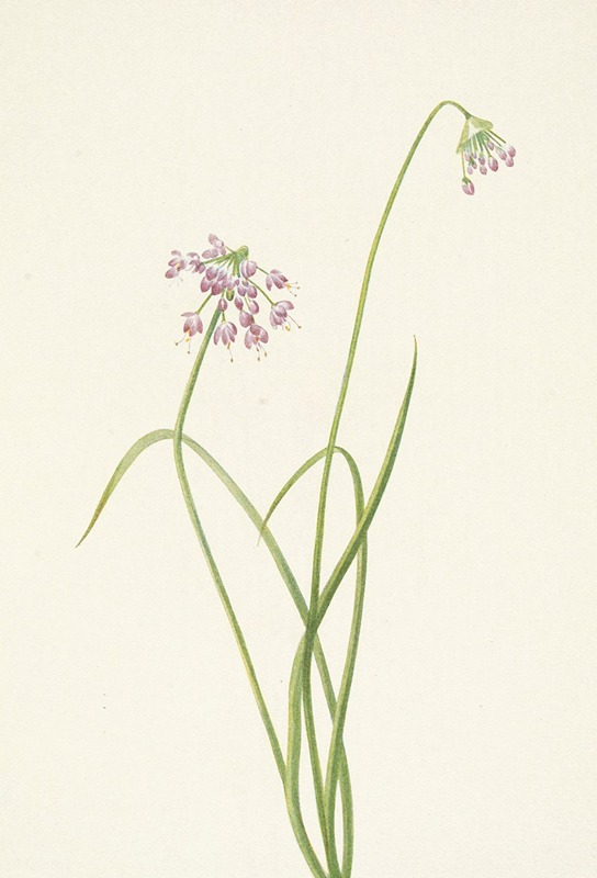 Mary Vaux Walcott - Nodding Onion. Allium cernuum