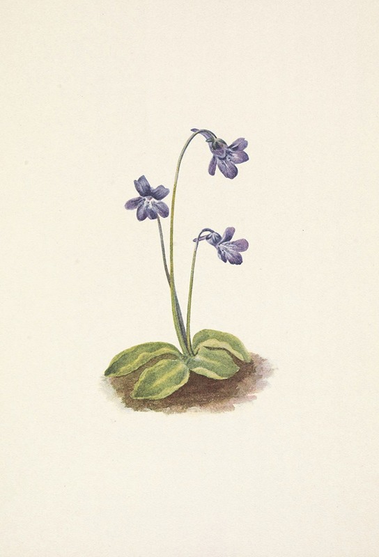 Mary Vaux Walcott - Northern Butterwort. Pinguicula vulgaris