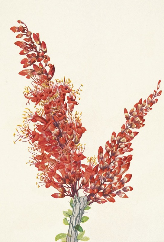 Mary Vaux Walcott - Ocotillo. Fouquieria splendens