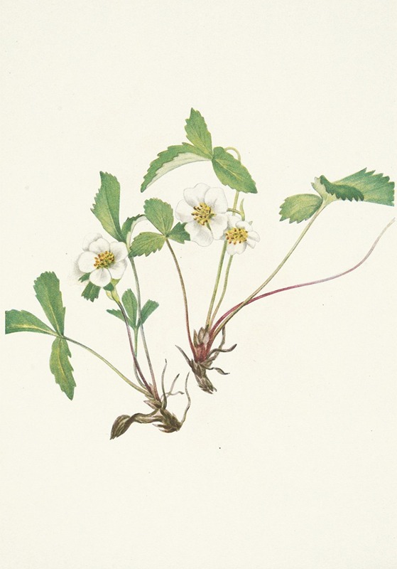 Mary Vaux Walcott - Pale Strawberry. Fragaria glauca
