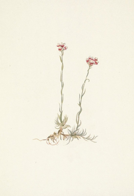 Mary Vaux Walcott - Pink Pussytoes. Antennaria rosea