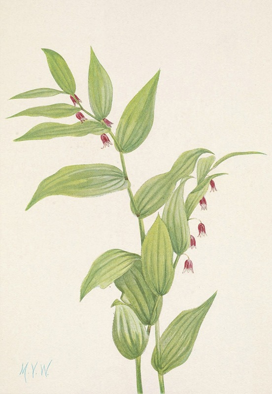 Mary Vaux Walcott - Pink Twistedstalk. Streptopus curvipes