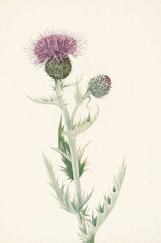 Mary Vaux Walcott - Prairie Thistle. Cirsium undulatum