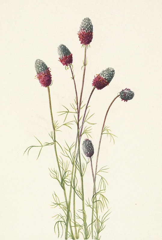 Mary Vaux Walcott - Purple Prairieclover. Petalostemon purpureum