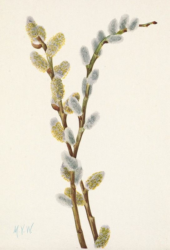 Mary Vaux Walcott - Pussy Willow. Salix discolor