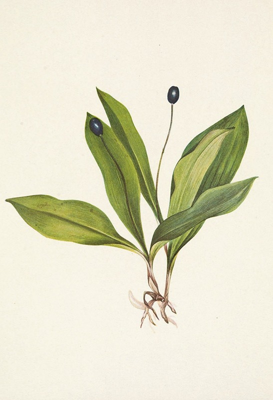 Mary Vaux Walcott - Queencup (fruit). Clintonia uniflora