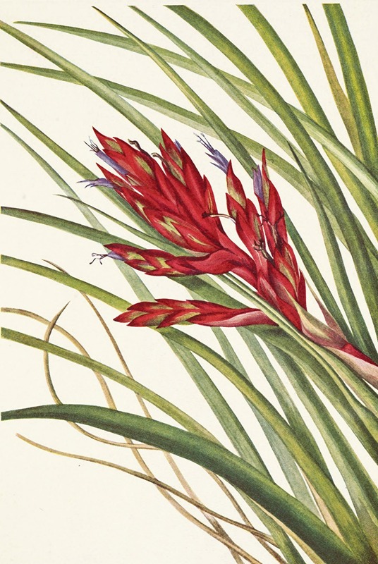 Mary Vaux Walcott - Quill-leaf Tillandsia. Pillandsia fasciculata