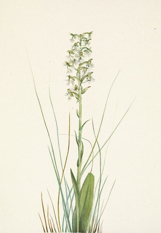 Mary Vaux Walcott - Ragged Fringe-orchid. Habenaria lacera
