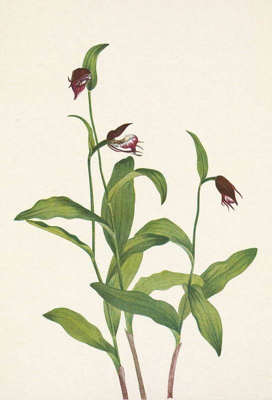Mary Vaux Walcott - Ramshead Ladyslipper. Cypripedium arietinum