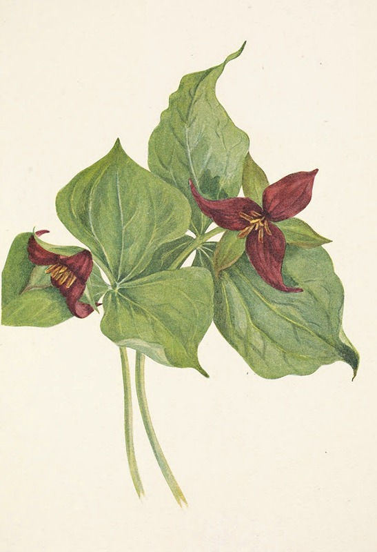 Mary Vaux Walcott - Red Trillium. Trillium erectum