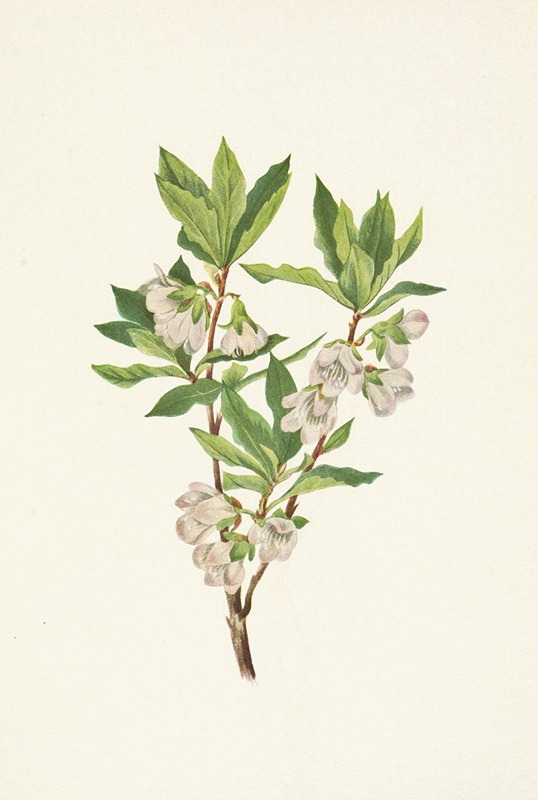 Mary Vaux Walcott - Rocky Mountain Rhododendron. Rhododendron albiflorum
