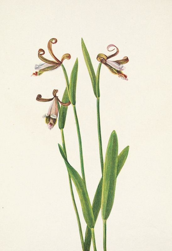 Mary Vaux Walcott - Rosebud Orchid. Pogonia divaricata