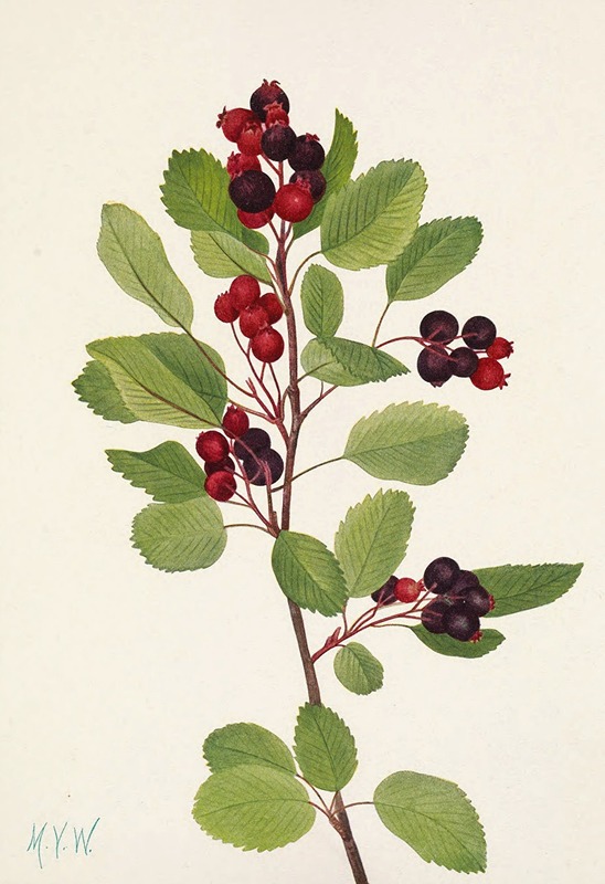 Mary Vaux Walcott - Saskatoon. Amelanchier alnifolia