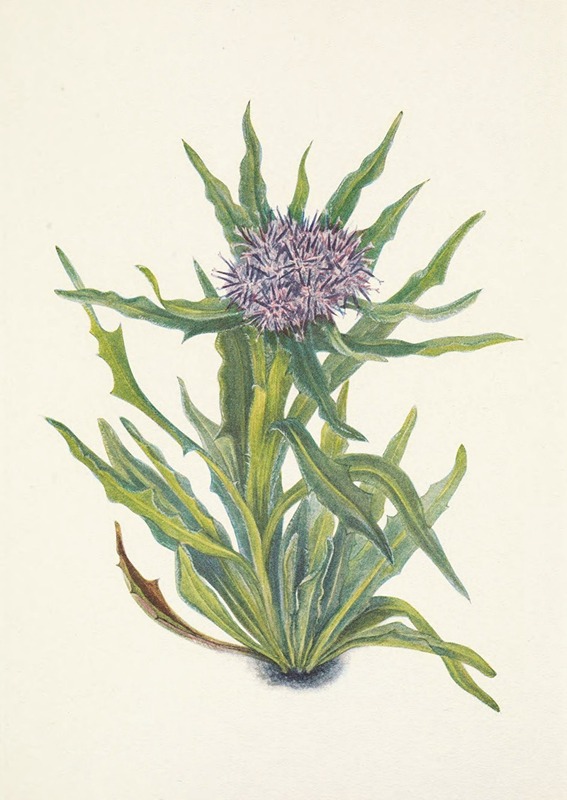 Saussurea. Saussurea densa by Mary Vaux Walcott - Artvee