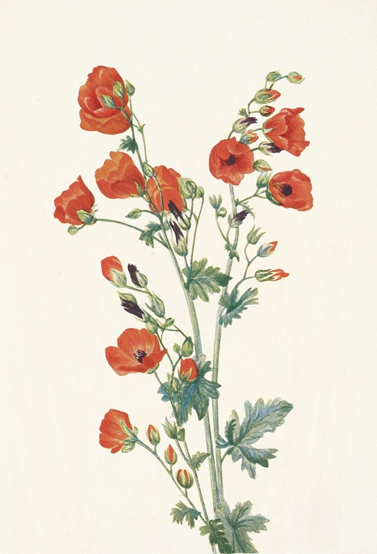 Mary Vaux Walcott - Scarlet Globe-mallow. Sphaeralcea grossulariaefolia
