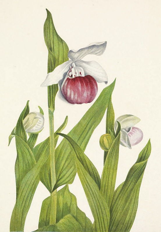 Mary Vaux Walcott - Showy Ladyslipper. Cypripedium reginae