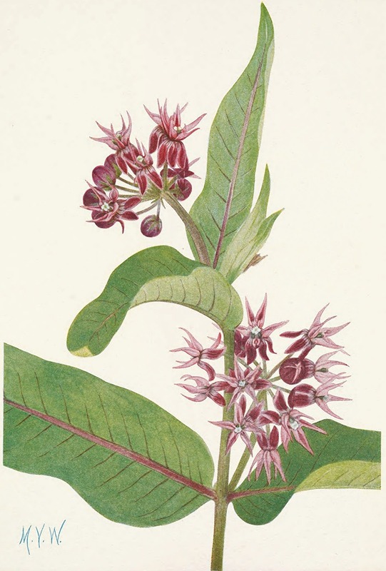 Mary Vaux Walcott - Showy Milkweed. Asclepias speciosa