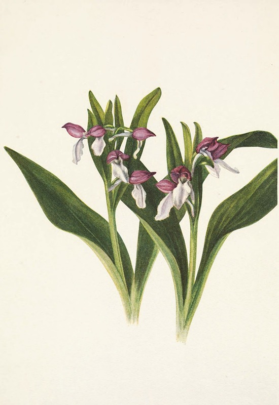 Mary Vaux Walcott - Showy Orchis. Orchis spectabilis