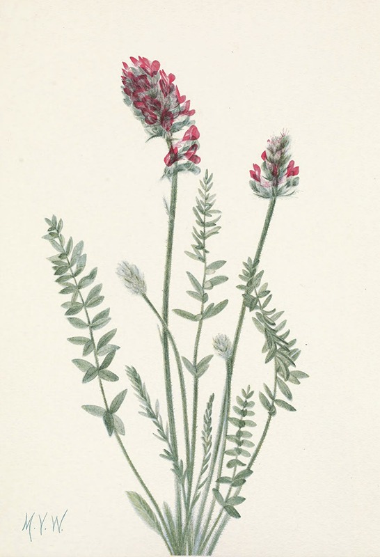 Mary Vaux Walcott - Showy Oxytrope. Oxy tropis splendens