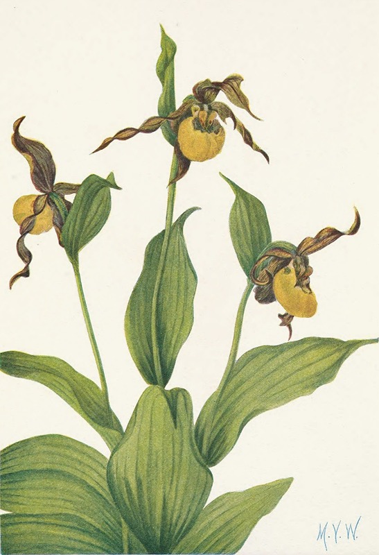 Mary Vaux Walcott - Small yellow Ladyslipper. Cypripedium parviflorum