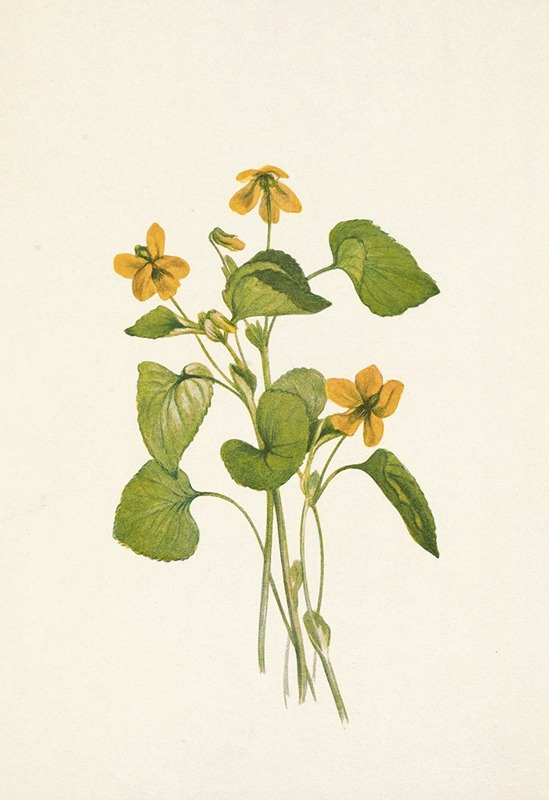 Mary Vaux Walcott - Smooth Yellow Violet. Viola eriocarpa