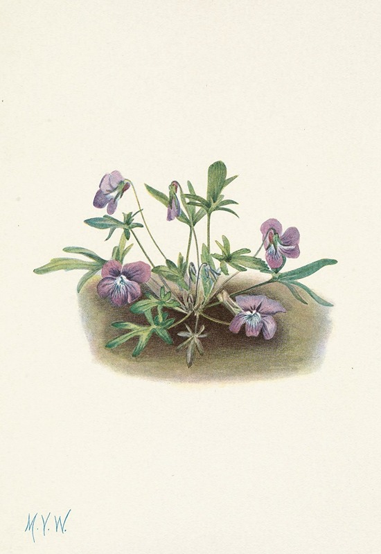 Mary Vaux Walcott - Southern Coast Violet. Viola septemloba