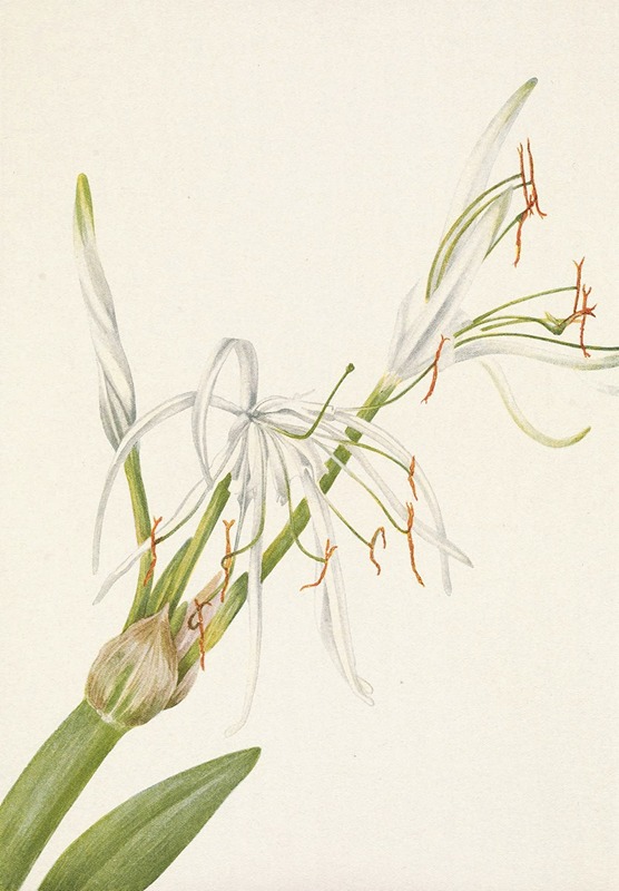 Mary Vaux Walcott - Spiderlily. Hymenocallis rotata
