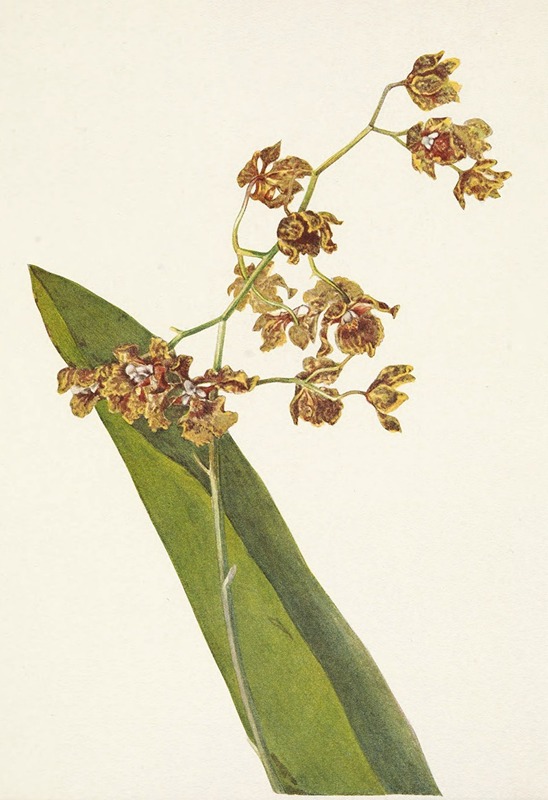 Mary Vaux Walcott - Spotted Cyrtopodium. Cyrtopodium punctatum